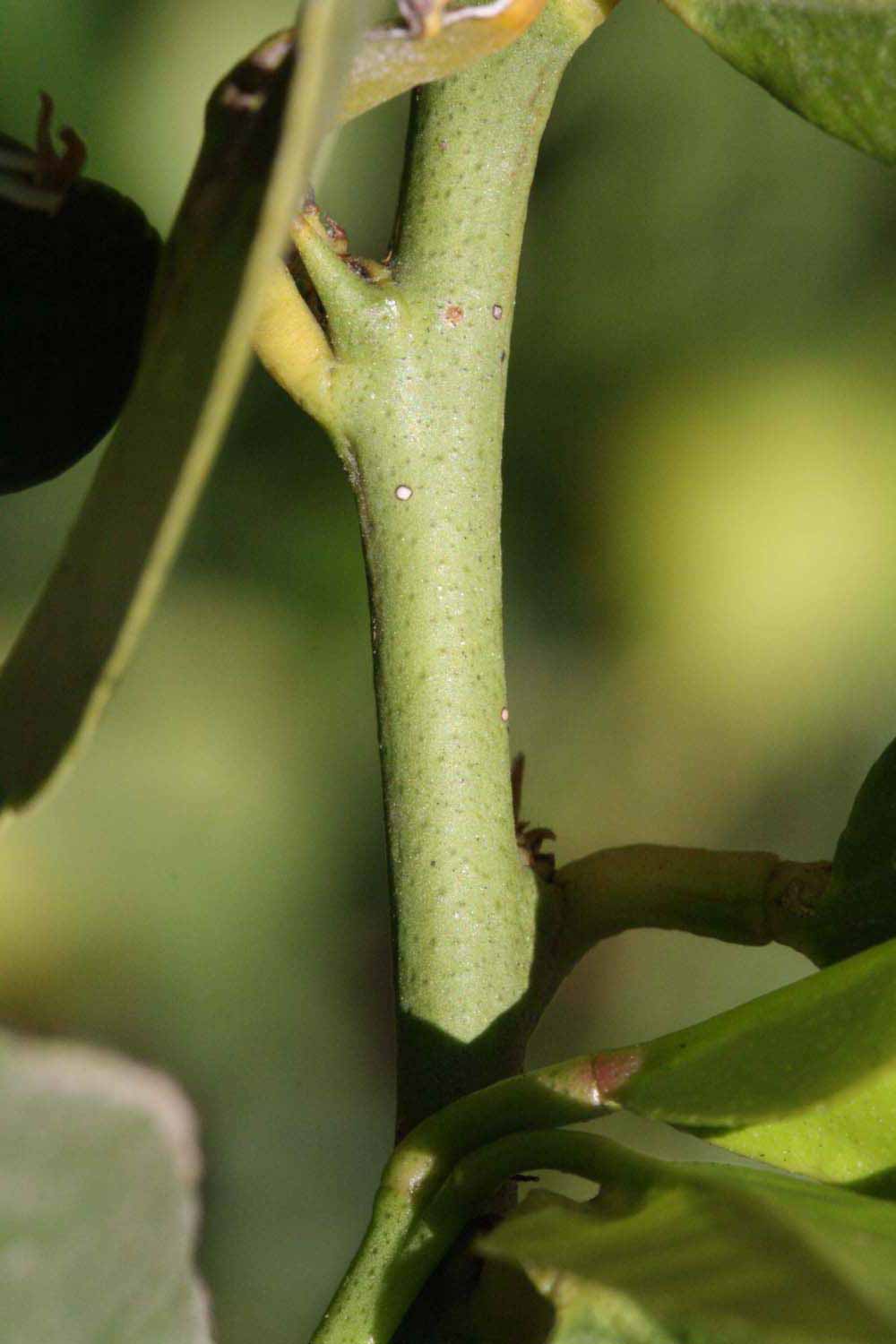            First year twig (Riverside, CA)   